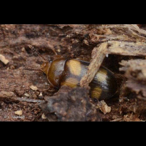 <i>Mycetophagus piceus</i> (Fabricius, 1777) © J. Touroult