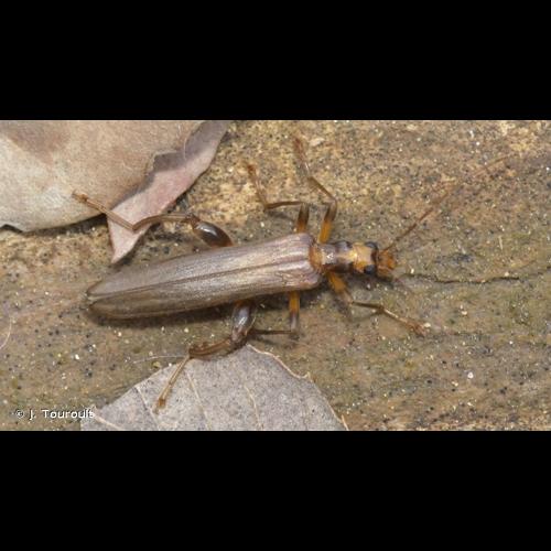 <i>Oedemera femoralis</i> Olivier, 1803 © J. Touroult