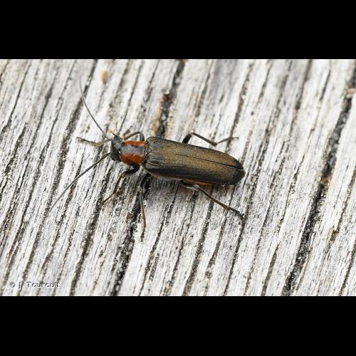 <i>Anogcodes rufiventris</i> (Scopoli, 1763) © J. Touroult