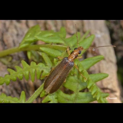 <i>Nacerdes carniolica</i> (Gistel, 1834) © J. Touroult