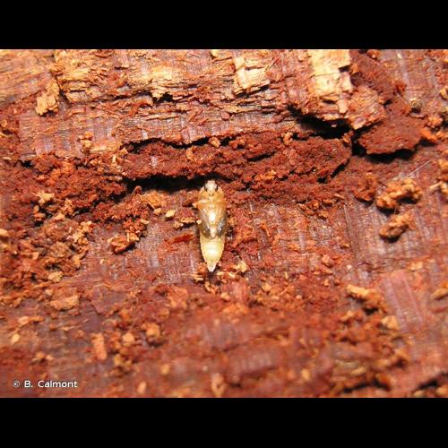 <i>Hallomenus binotatus</i> (Quensel, 1790) © B. Calmont