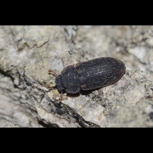 <i>Colobicus hirtus</i> (Rossi, 1790) © J. Touroult