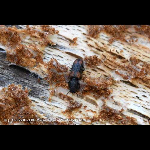 <i>Bitoma crenata</i> (Fabricius, 1775) &copy; J. Touroult - LPR Corse 2019 - MNHN-CdC-AFB