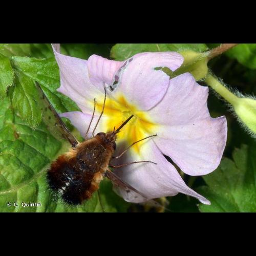 <i>Bombylius discolor</i> Mikan, 1796 © C. Quintin