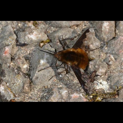 <i>Bombylius major</i> Linnaeus, 1758 © C. Quintin