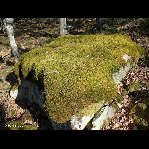 <i>Antitrichia curtipendula</i> (Hedw.) Brid., 1819 &copy; H. Tinguy