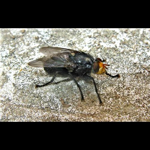 <i>Cynomya mortuorum</i> (Linnaeus, 1761) © F. Michalke