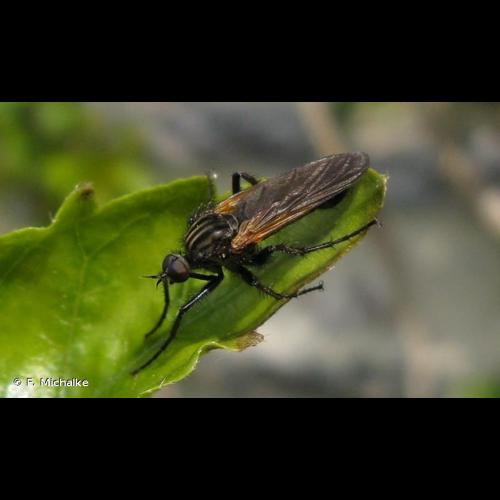 <i>Empis tessellata</i> Fabricius, 1794 © F. Michalke