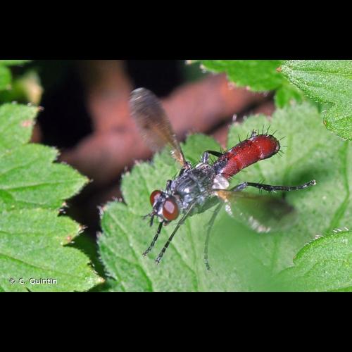 <i>Cylindromyia bicolor</i> (Olivier, 1811) © C. Quintin