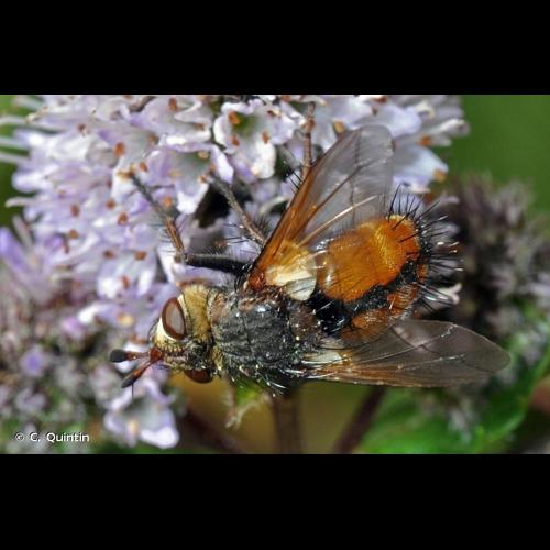 <i>Tachina fera</i> (Linnaeus, 1761) © C. Quintin