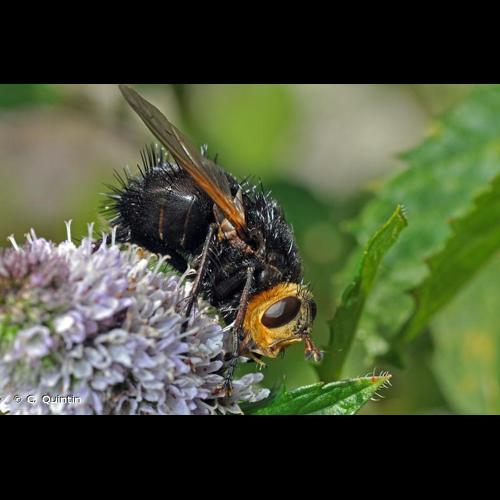 <i>Tachina grossa</i> (Linnaeus, 1758) © C. Quintin