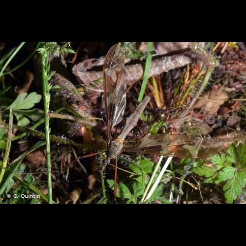 <i>Tipula maxima</i> Poda, 1761 © C. Quintin