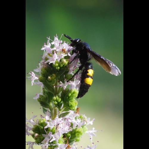 <i>Scolia hirta</i> (Schrank, 1781) © Michel Garnier