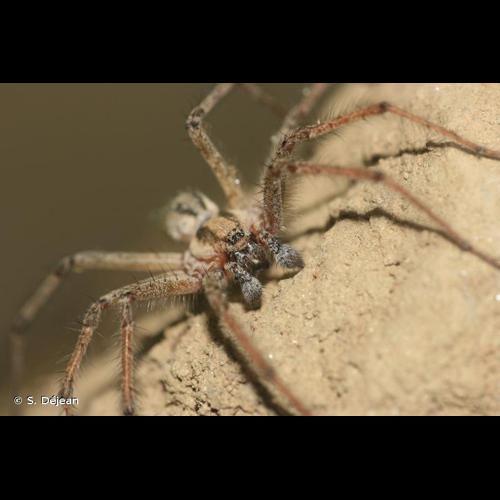 <i>Agelena labyrinthica</i> (Clerck, 1758) © S. Déjean