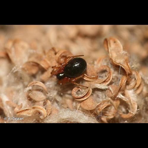 <i>Hypsosinga pygmaea</i> (Sundevall, 1831) © S. Déjean