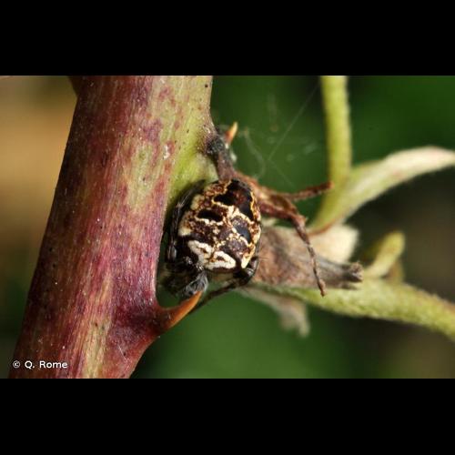 <i>Zilla diodia</i> (Walckenaer, 1802) © Q. Rome