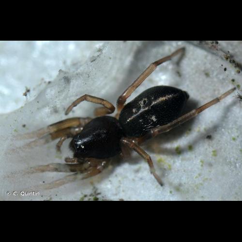 <i>Cetonana laticeps</i> (Canestrini, 1868) © C. Quintin