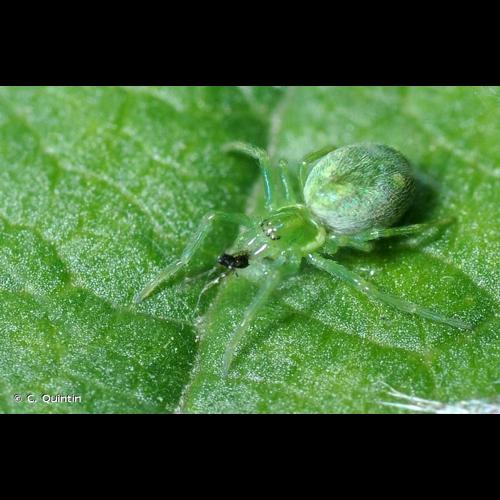 <i>Nigma walckenaeri</i> (Roewer, 1951) © C. Quintin