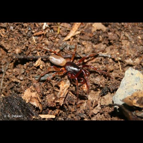 <i>Dysdera erythrina</i> (Walckenaer, 1802) © S. Déjean