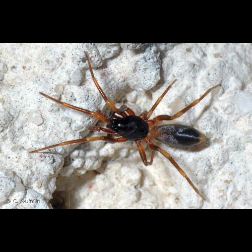 <i>Harpactea hombergi</i> (Scopoli, 1763) © C. Quintin