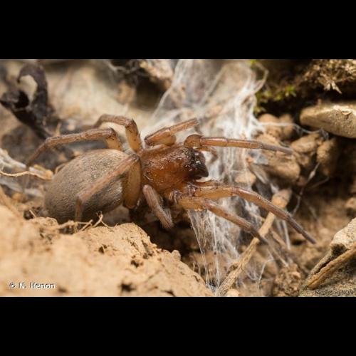 <i>Drassodes cupreus</i> (Blackwall, 1834) © N. Henon