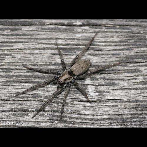 <i>Nomisia exornata</i> (C.L. Koch, 1839) © S. Déjean