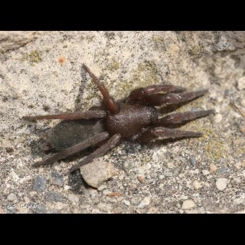 <i>Scotophaeus scutulatus</i> (L. Koch, 1866) © S. Déjean