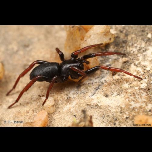 <i>Trachyzelotes pedestris</i> (C.L. Koch, 1837) © N. Henon