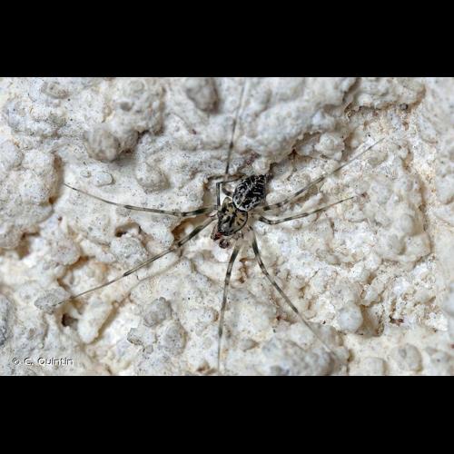 <i>Drapetisca socialis</i> (Sundevall, 1833) © C. Quintin