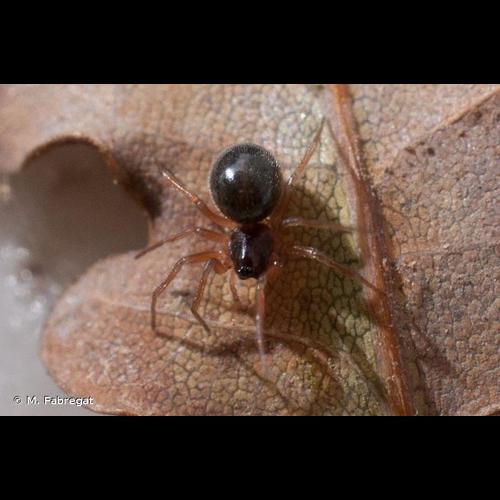 <i>Gnathonarium dentatum</i> (Wider, 1834) © M. Fabregat