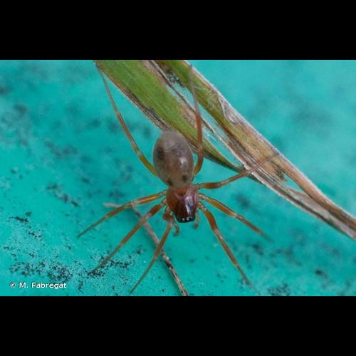 <i>Gongylidium rufipes</i> (Linnaeus, 1758) © M. Fabregat