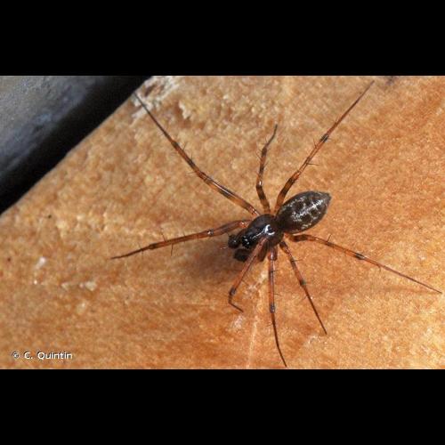 <i>Lepthyphantes minutus</i> (Blackwall, 1833) © C. Quintin