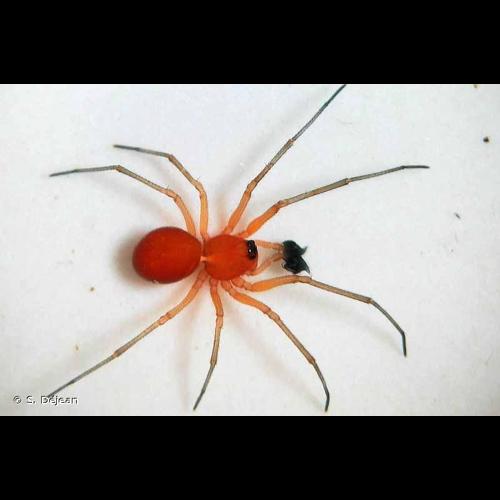 <i>Nematogmus sanguinolentus</i> (Walckenaer, 1841) &copy; S. Déjean