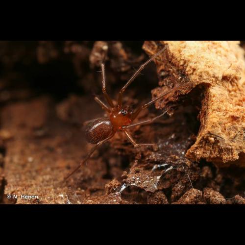 <i>Palliduphantes pallidus</i> (O. Pickard-Cambridge, 1871) © N. Henon