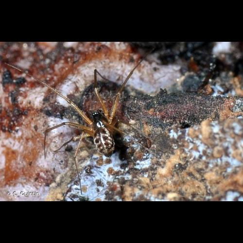 <i>Tenuiphantes tenuis</i> (Blackwall, 1852) © C. Quintin