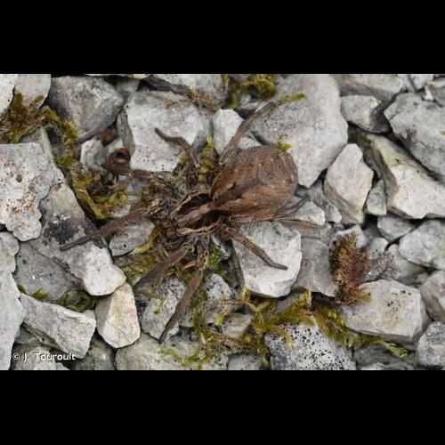 <i>Hogna radiata</i> (Latreille, 1817) © J. Touroult