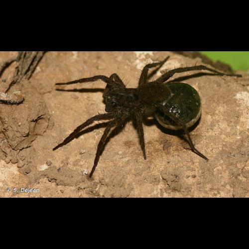 <i>Pardosa paludicola</i> (Clerck, 1758) © S. Déjean