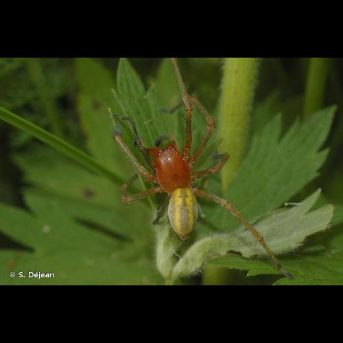 <i>Cheiracanthium punctorium</i> (Villers, 1789) © S. Déjean