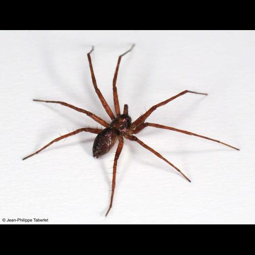 <i>Philodromus collinus</i> C.L. Koch, 1835 © NULL