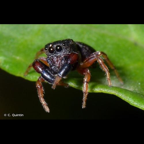 <i>Ballus chalybeius</i> (Walckenaer, 1802) &copy; C. Quintin