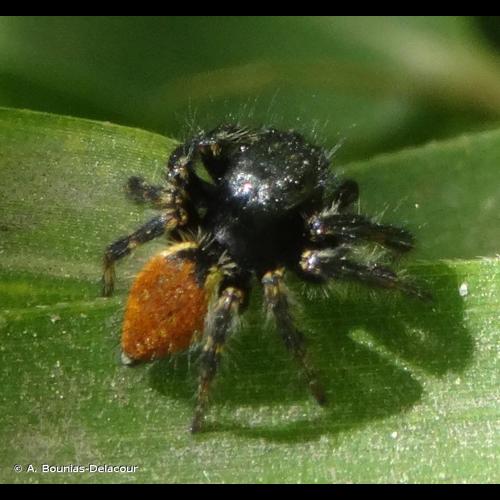 <i>Carrhotus xanthogramma</i> (Latreille, 1819) © A. Bounias-Delacour