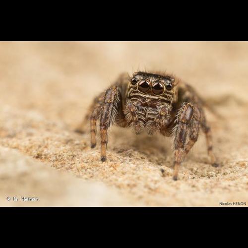 <i>Evarcha falcata</i> (Clerck, 1758) © N. Henon