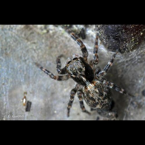 <i>Pseudeuophrys erratica</i> (Walckenaer, 1826) &copy; C. Quintin