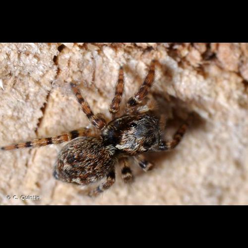 <i>Pseudeuophrys lanigera</i> (Simon, 1871) © C. Quintin