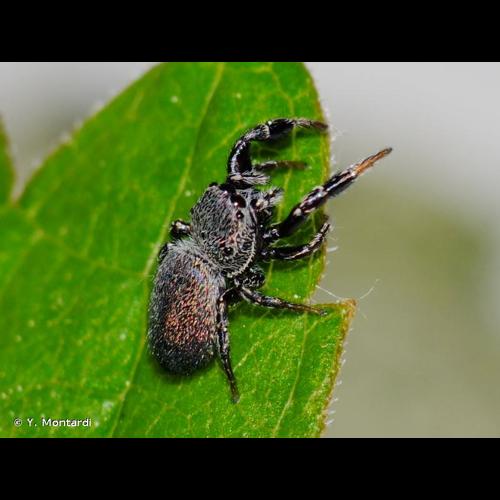 <i>Sibianor aurocinctus</i> (Ohlert, 1865) © Y. Montardi