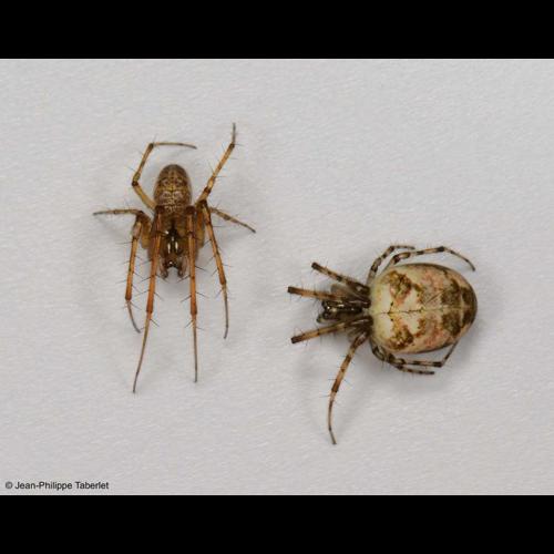 <i>Metellina segmentata</i> (Clerck, 1758) &copy; NULL