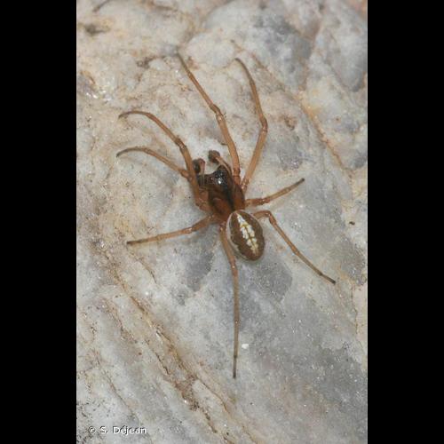 <i>Pachygnatha clercki</i> Sundevall, 1823 © S. Déjean