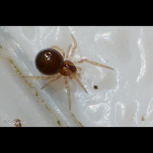 <i>Neottiura bimaculata</i> (Linnaeus, 1767) © C. Quintin