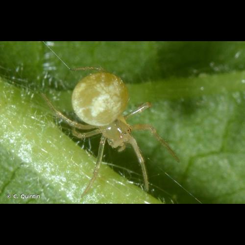 <i>Paidiscura pallens</i> (Blackwall, 1834) © C. Quintin