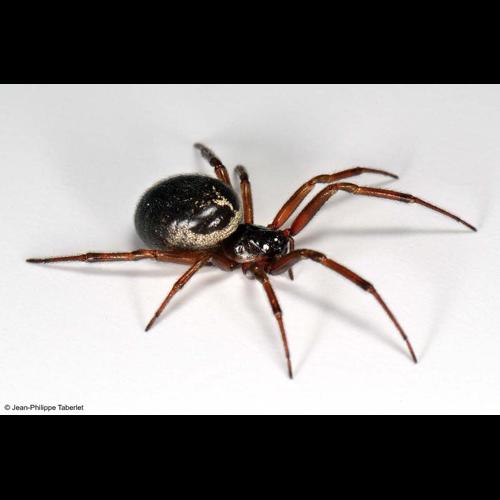 <i>Steatoda nobilis</i> (Thorell, 1875) © NULL